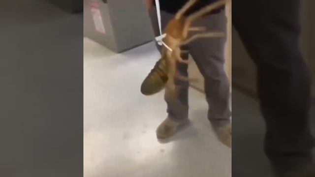 sun spider on a string for no reason in the library dancing to apache jump on it with people watchi смотреть онлайн