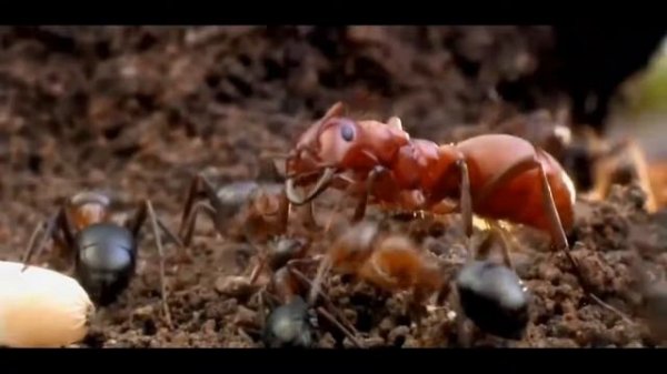 ПЕСЕНКА МУРАВЕЙ