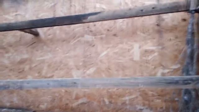 Снова начал держать лесную птицу ! )) смотреть онлайн