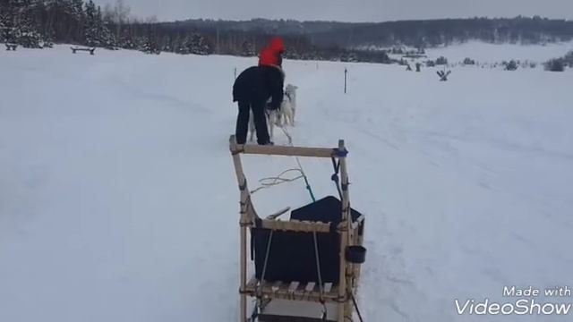 Питомник сибирских хаски.Моя прогулка! смотреть онлайн