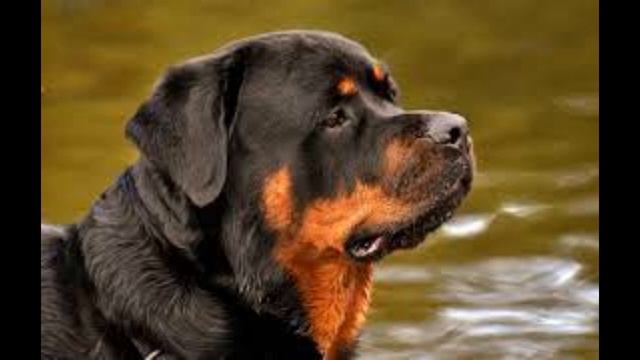 Как лают собаки . Лай собак . смотреть онлайн