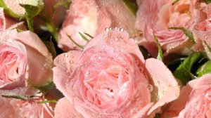 Футаж. Очень красивые нежные розовые розы  для поздравления