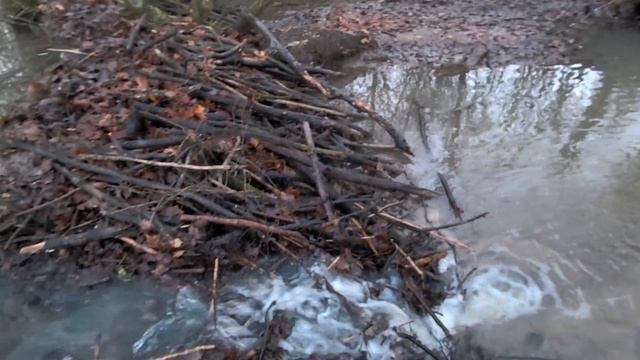 Разбираем плотины бобра