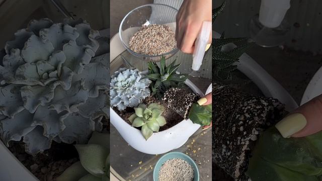 Успели заскучать на новогодних каникулах? Собираем композицию из суккулентов 🤩 смотреть онлайн