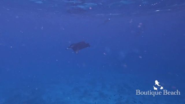 16.09.23 Manta Rays Snorkelling & Diving. Dives at Kuda Giri & Manta Garden near Dhigurah Maldives смотреть онлайн