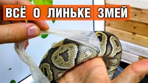 Линька у змей — Кормление змей во время линьки, помощь при линьке