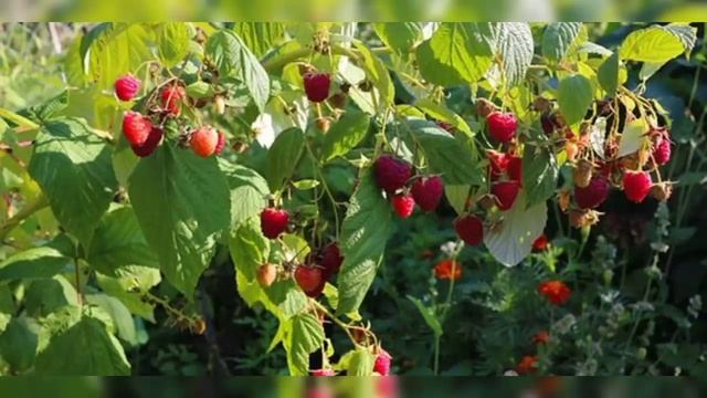 дворовая песня смотреть онлайн