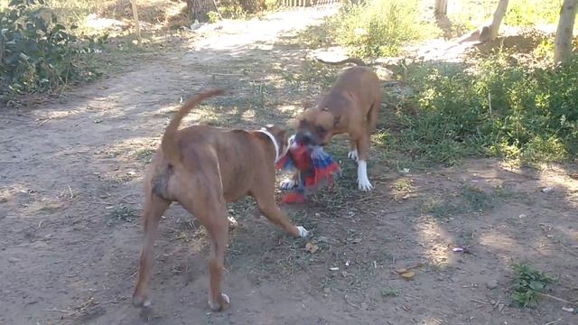 Стээфи и цезарь. смотреть онлайн