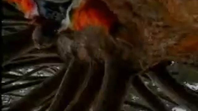 Talking about Birds Music Video смотреть онлайн