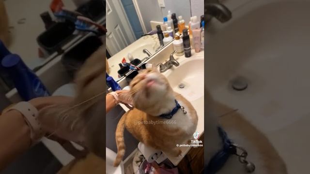 Meow смотреть онлайн