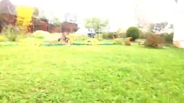 Люблю свою собаку))