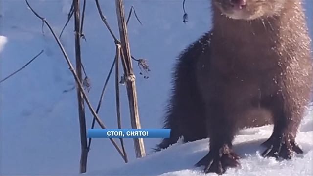 Дежурный по городу 29 декабря смотреть онлайн