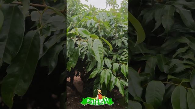 冬季荔枝樹控梢處理經驗分享：乙烯利+多效唑+磷酸二氫鉀實測效果Winter Litchi Tree Tip Control Treatment Experience Sharing