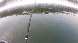 ХАРИУС В АПРЕЛЕ АНГАРА