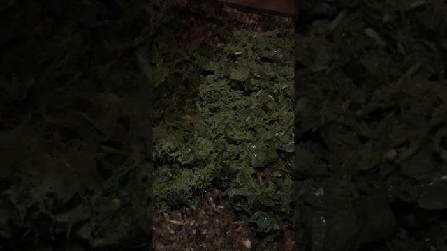#рецептпирога #пирогизкрапивы #пирогизтравы смотреть онлайн
