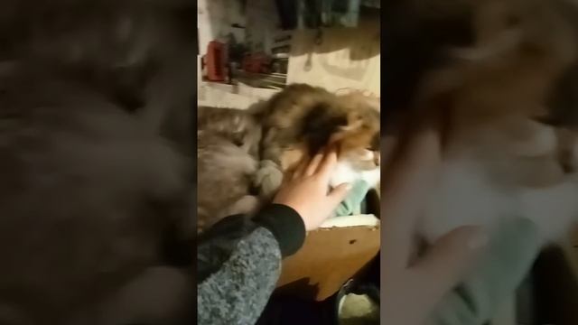 кот.#кошки котики #music #animalcrossing #beats #memes смотреть онлайн