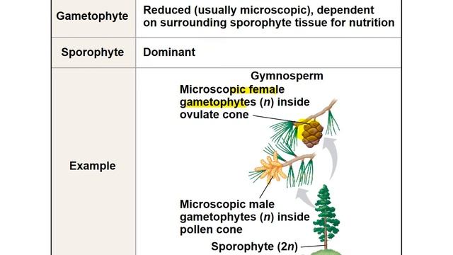 Biology Chapter 30 Lecture Presentation by Alia Silawi Part 1/3 смотреть онлайн
