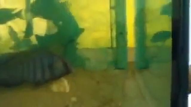 yunus cichlid yavrularıyla смотреть онлайн