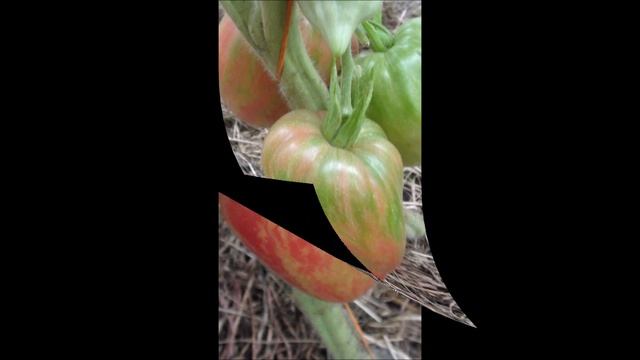 Long Tall Sally (Длинная высокая Салли)