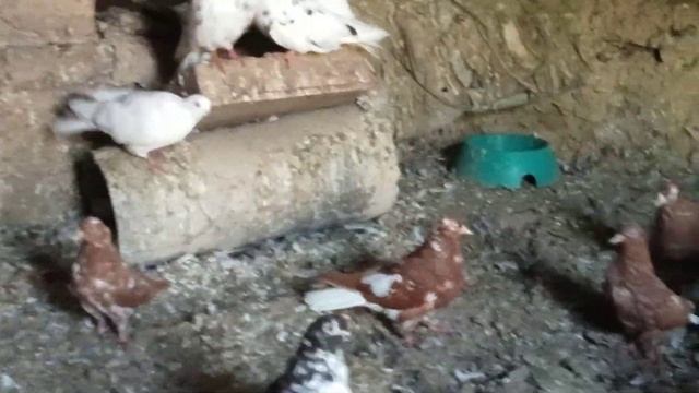 Голубы гуляют даюм пшиницу и кукурузну крупу и шкорлубки от яиц смотреть онлайн