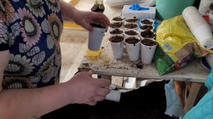 Свое производство | Реконструкция теплицы | Рассада цветов