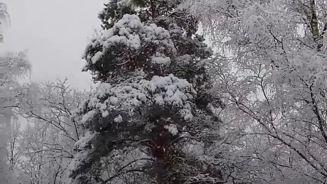 Прогулка 31.12.24 - шикарная погода под новый год смотреть онлайн