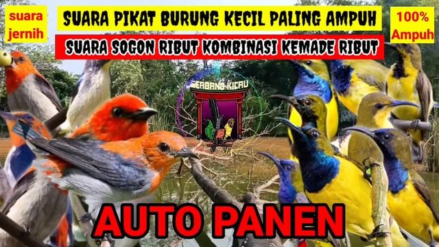 SUARA PIKAT BURUNG KECIL PALING AMPUH‼️KOMBINASI SUARA SOGON RIBUT DAN BURUNG KEMADE RIBUT