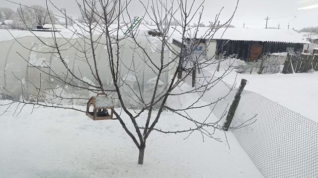 01-01-2025 Предновогодние хлопоты. смотреть онлайн