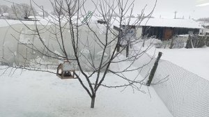 01-01-2025 Предновогодние хлопоты.