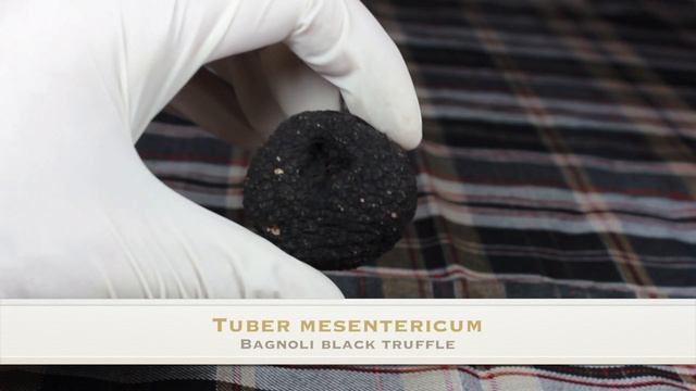 Tuber mesentericum - (Bagnoli black Truffle) - Μεσεντερική τρούφα смотреть онлайн