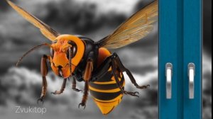 Звук шершня, жужжит и летает возле окна