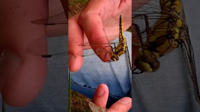 Стрекозы/Odonata смотреть онлайн