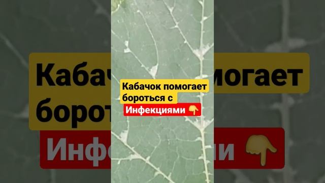 Кабачок помогает бороться с инфекциями, Витамин С 👍 #здоровье смотреть онлайн