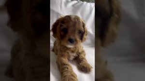 Кавапу щенки