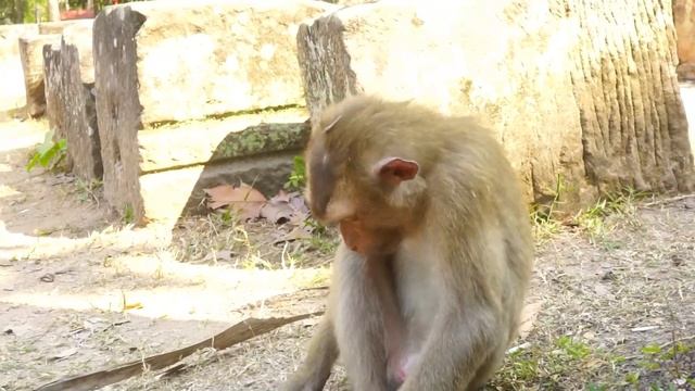 So smart king monkey Rojo, he is waiting for Lotus nuts🥰😅 смотреть онлайн