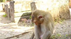 So smart king monkey Rojo, he is waiting for Lotus nuts🥰😅