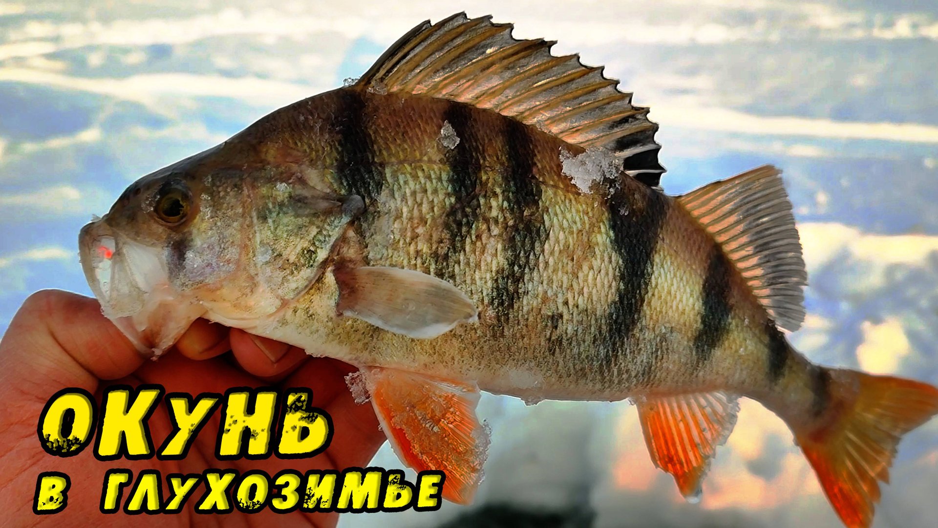 ЖОР ОКУНЯ В ГЛУХОЗИМЬЕ! Окунь берет ОДИН за ДРУГИМ! Зимняя рыбалка на Окуня. Рыбалка на ОВХ. Тайвань смотреть онлайн