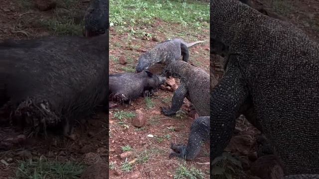 Competition Between 2 Komodo Dragons To Eat Wild Boar смотреть онлайн