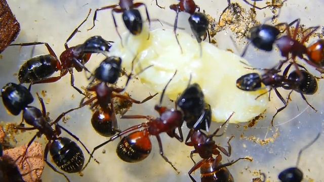Camponotus ligniperda futtern Drohnenpuppen смотреть онлайн