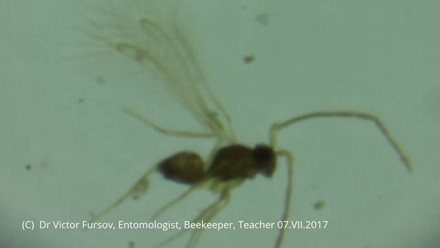 Parasitoids Mymaridae (Chalcidoidea, Hymenoptera) In Ankara, Turkey, Turkiye