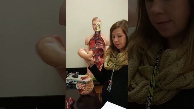 BIO 202 JSCC Lab 2017 смотреть онлайн