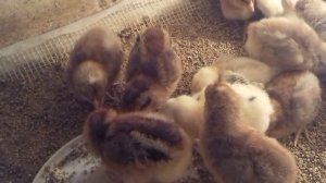 Отличия цыплят Билефельдеров