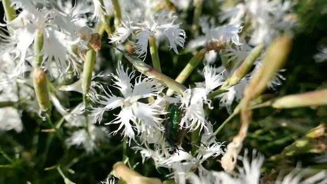 Rosenkäfer auf Sandnelke смотреть онлайн