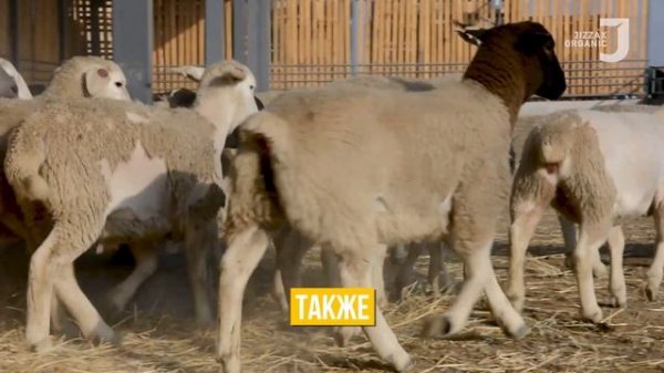 РАЗНИЦА МЕЖДУ ПОРОДОЙ ДОРПЕР И МЕСТНЫМИ ОВЦАМИ