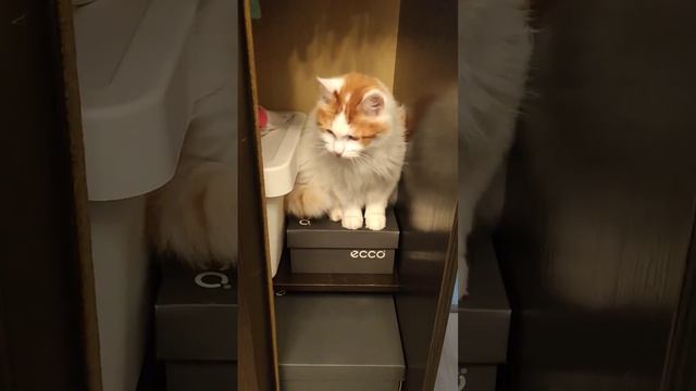 Вы любите Тимофея? Тогда смотрите до конца ☺️ #тимаимуся #cats смотреть онлайн