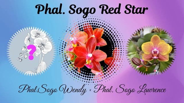 Ароматные орхидейные звёзды. Phalaenopsis Sogo Red Star, Phalaenopsis Tying Shin Phoenix смотреть онлайн