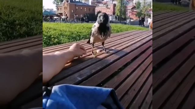 Галка - прилипалка, вместо хлеба просила колбасу. смотреть онлайн