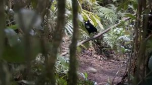 Брачный танец райской птицыYT2Download com