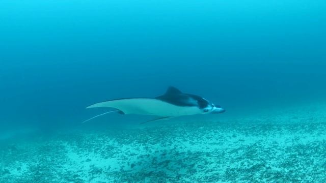 Giant oceanic manta ray смотреть онлайн