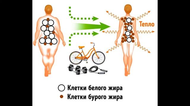 Трансформация лишнего жира в энергию здоровья смотреть онлайн